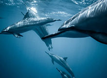 登录入口-广东队记社媒分享昨日广东男篮比赛动态：今日份的快乐